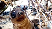 It can be easy to get jaded in our see-it-all, do-it-all, have-it-all world. The Galapagos Islands are a reminder of what life once was, what life in some places still is, and what always should be—wild.